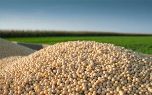 Enogen Corn for Ethanol