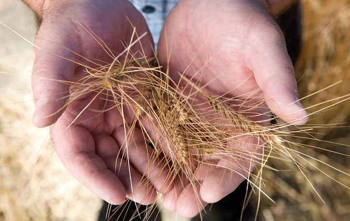 Tools to grow more wheat